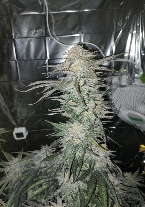 Oss Tiramisu fem. Week 12