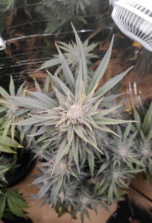 Oss Tiramisu fem. Week 12