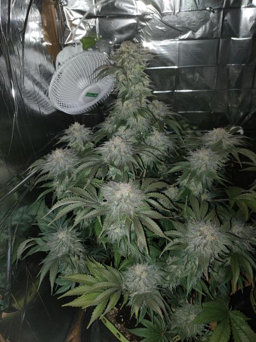 Oss Peanut Butter (ogkb) fem. Week 11