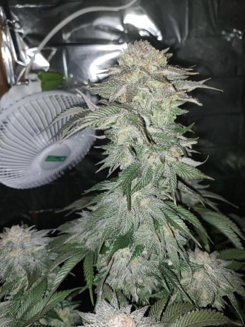 Oss Peanut Butter (ogkb) fem. Week 11