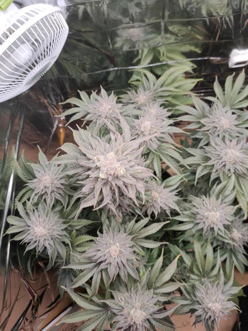 Oss Peanut Butter (ogkb) fem. Week 11