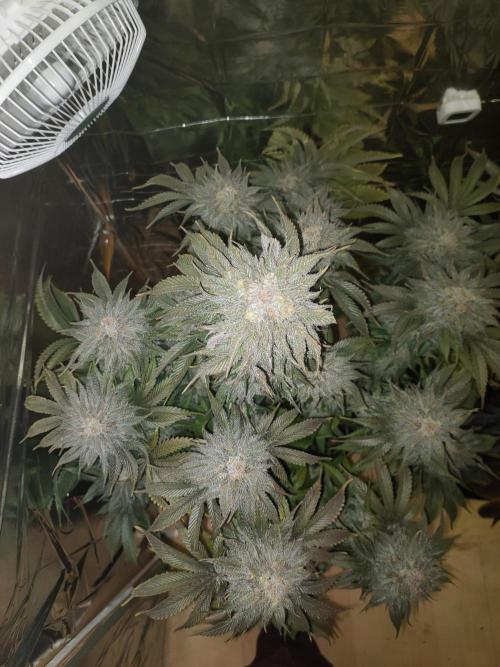 Oss Peanut Butter (ogkb) fem. Week 12