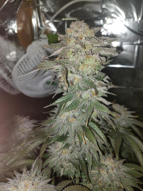 Oss Peanut Butter (ogkb) fem. Week 12