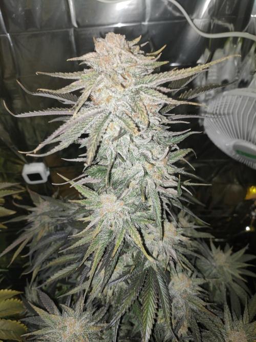 Oss Tiramisu fem. Week 13