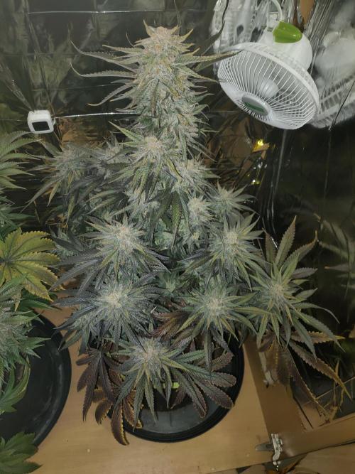 Oss Tiramisu fem. Week 13