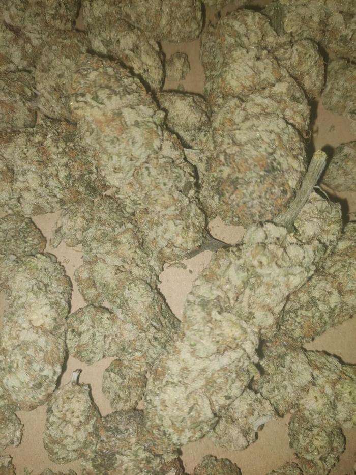 Oss Peanut Butter (ogkb) fem. Week 13