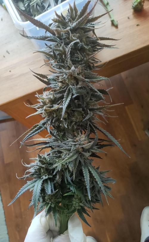 Oss Tiramisu fem. Week 14