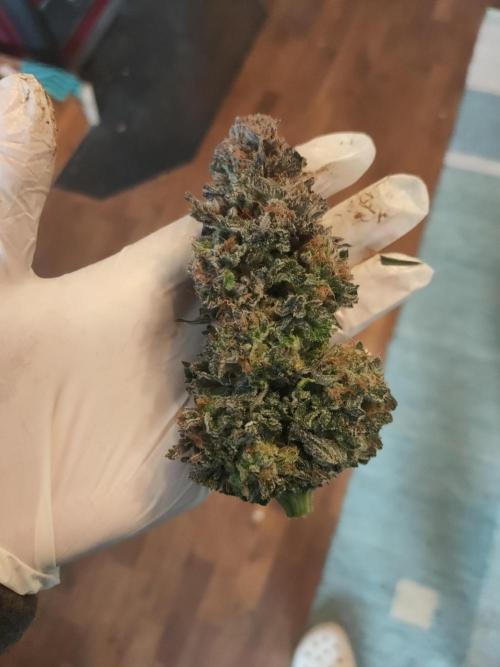 Oss Tiramisu fem. Week 14