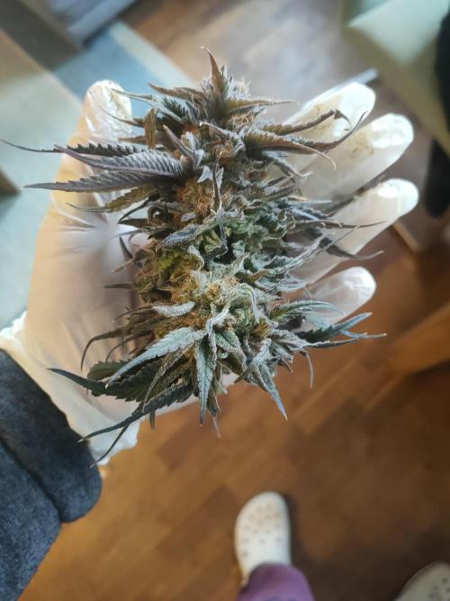 Oss Tiramisu fem. Week 14