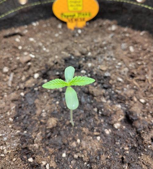 OSS Papaya stank fem. Week 1