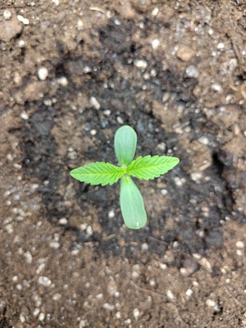 OSS Papaya stank fem. Week 1