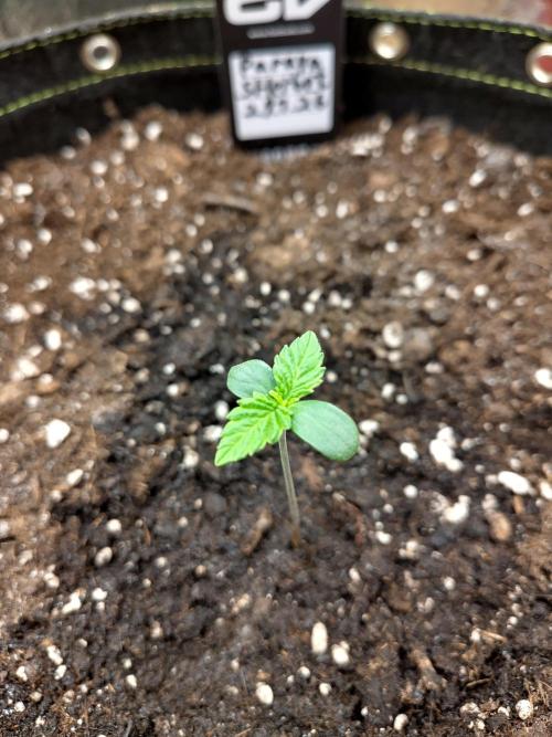 Papaya sherbet fem FB. Week 1