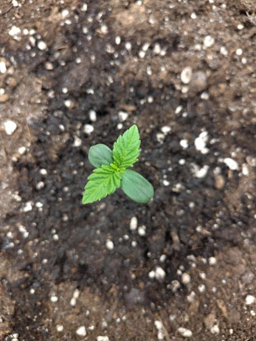 Papaya sherbet fem FB. Week 1