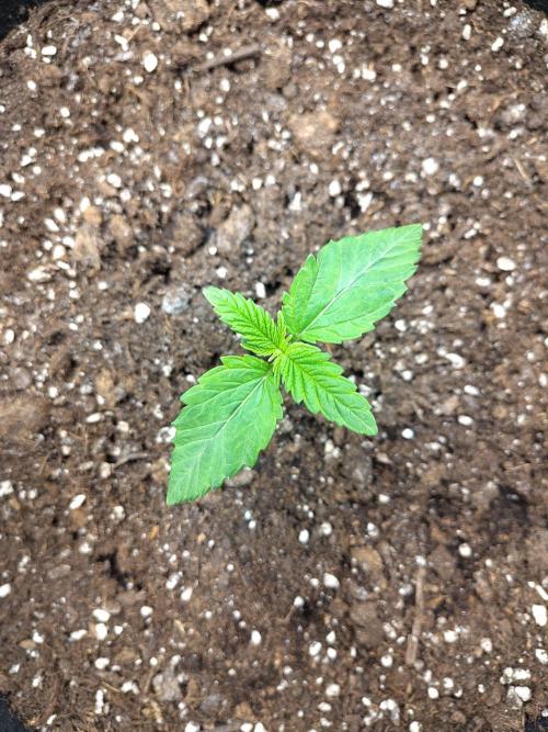 Papaya sherbet fem FB. Week 2