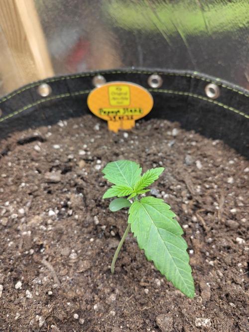 OSS Papaya stank fem. Week 2