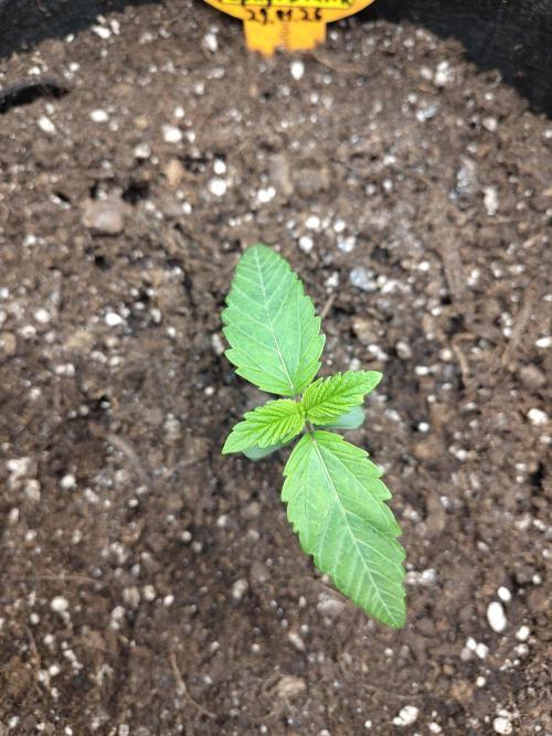 OSS Papaya stank fem. Week 2