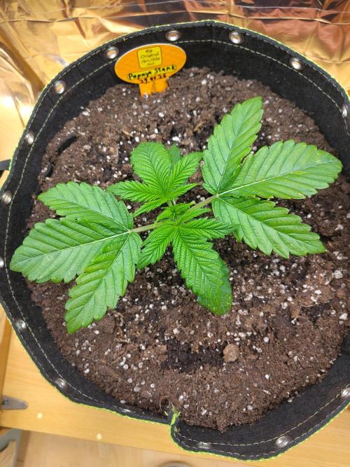 OSS Papaya stank fem. Week 3