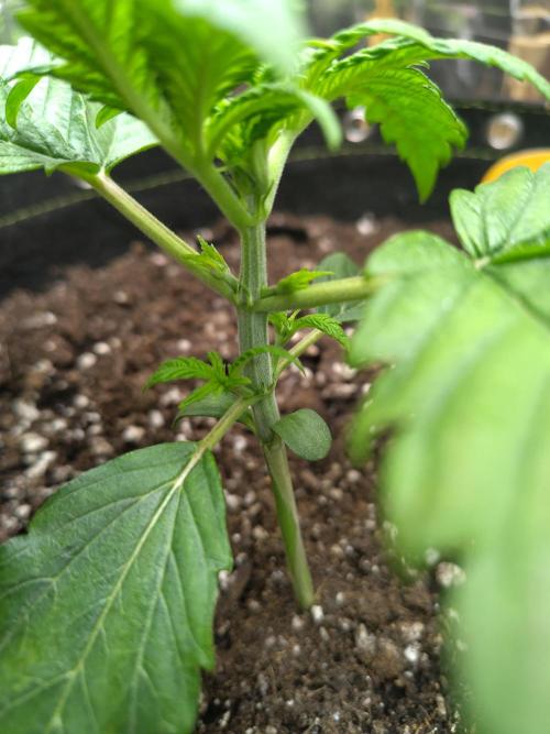 OSS Papaya stank fem. Week 3