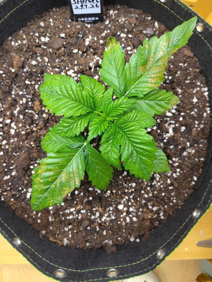 Papaya sherbet fem FB. Week 3