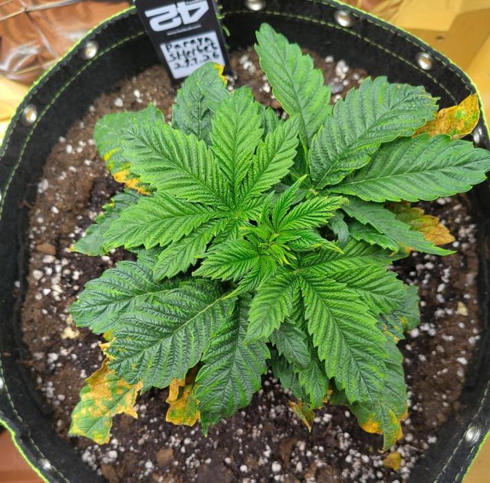 Papaya sherbet fem FB. Week 4