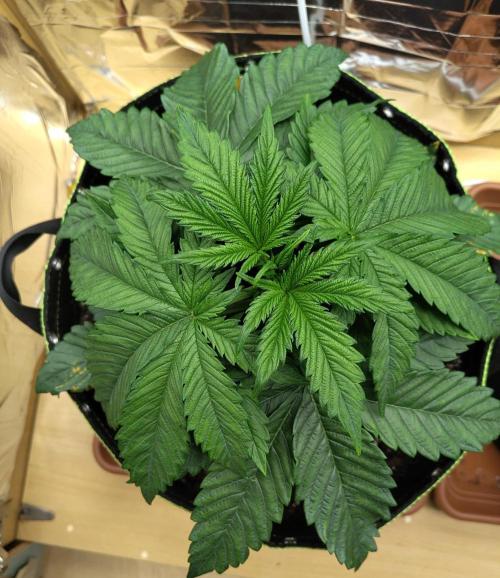 OSS Papaya stank fem. Week 4