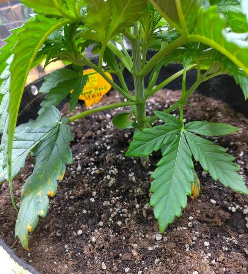 OSS Papaya stank fem. Week 4