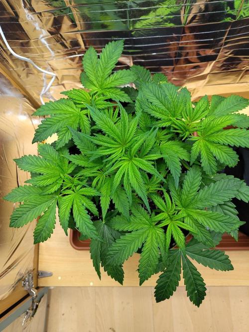 OSS Papaya stank fem. Week 5