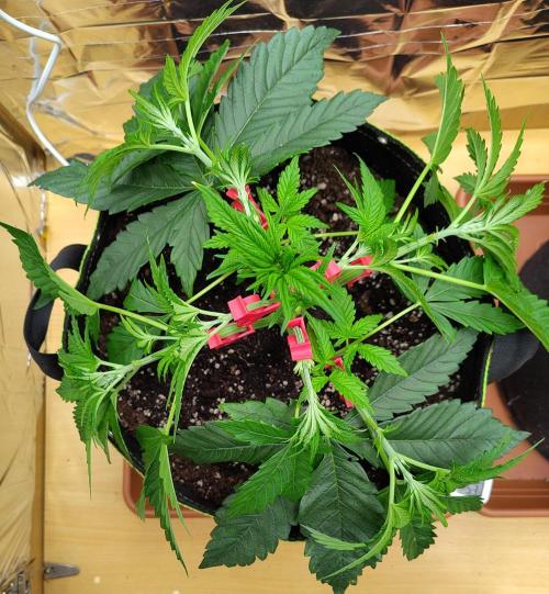 OSS Papaya stank fem. Week 5
