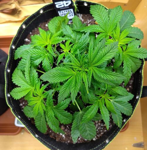 Papaya sherbet fem FB. Week 5