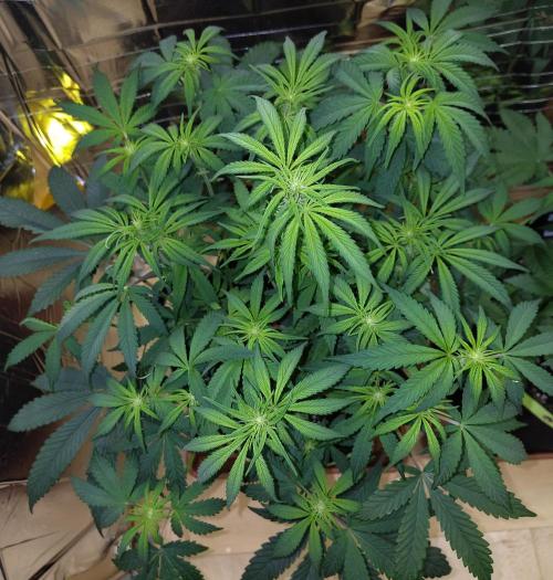 OSS Papaya stank fem. Week 7