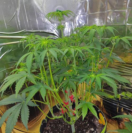 OSS Papaya stank fem. Week 7
