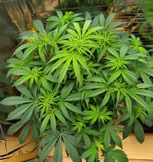 OSS Papaya stank fem. Week 7