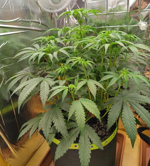 OSS Papaya stank fem. Week 7