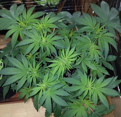 Papaya sherbet fem FB. Week 7