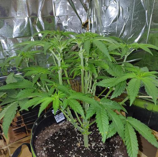 Papaya sherbet fem FB. Week 7