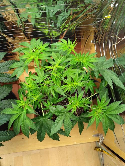 Papaya sherbet fem FB. Week 7