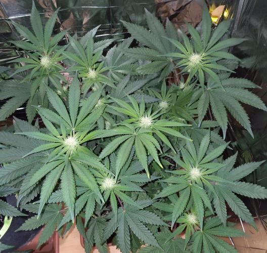 Papaya sherbet fem FB. Week 8