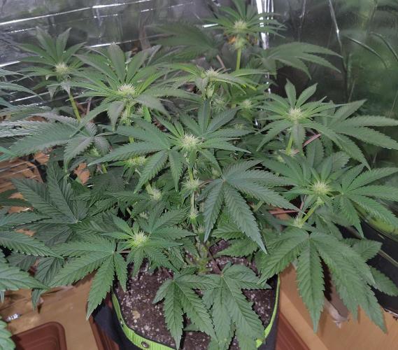 Papaya sherbet fem FB. Week 8