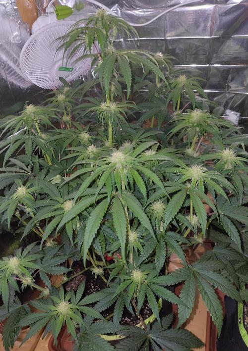 OSS Papaya stank fem. Week 8