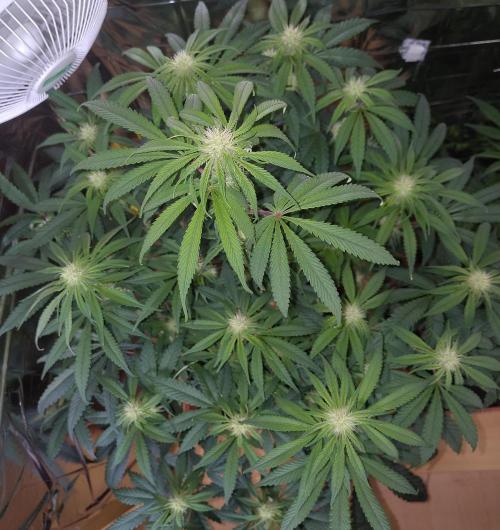 OSS Papaya stank fem. Week 8