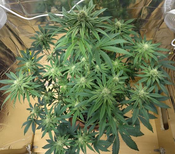 OSS Papaya stank fem. Week 9
