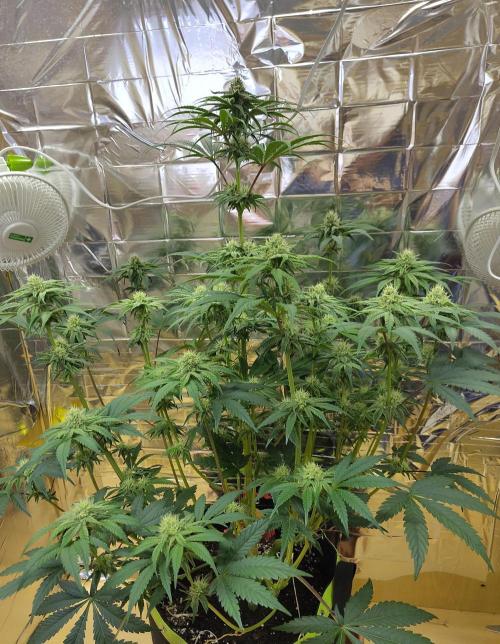 OSS Papaya stank fem. Week 9