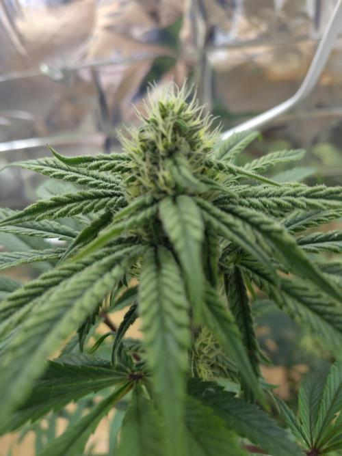 OSS Papaya stank fem. Week 9