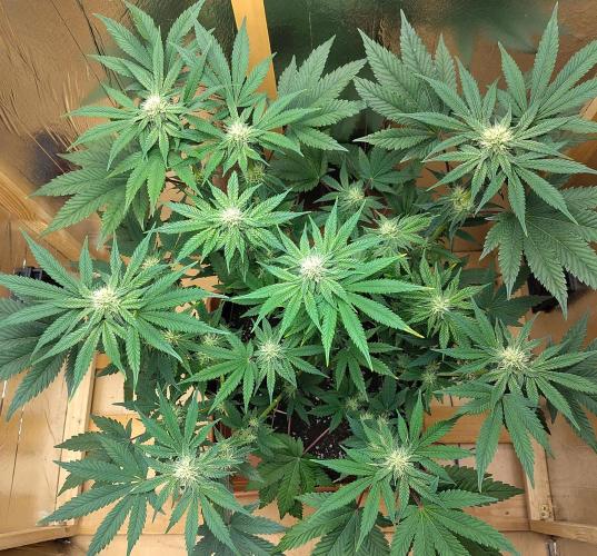 Papaya sherbet fem FB. Week 9