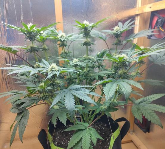 Papaya sherbet fem FB. Week 9