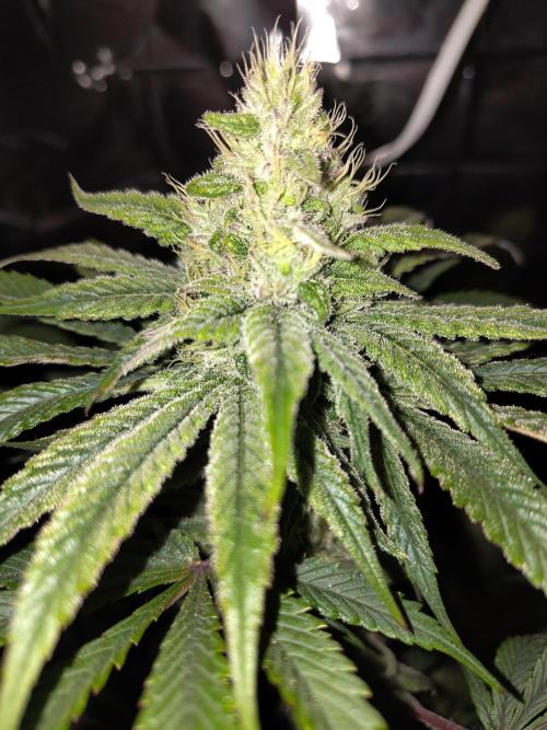 OSS Papaya stank fem. Week 10