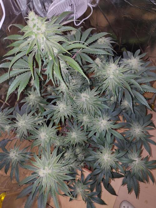 OSS Papaya stank fem. Week 10