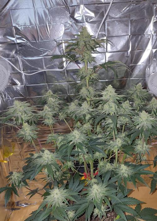 OSS Papaya stank fem. Week 10