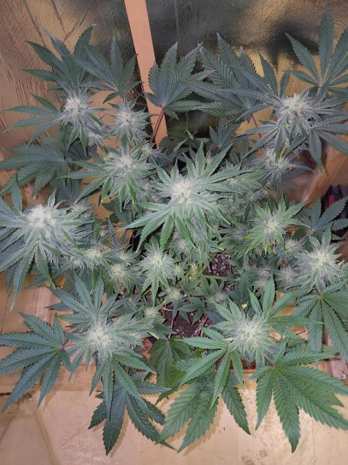 Papaya sherbet fem FB. Week 10