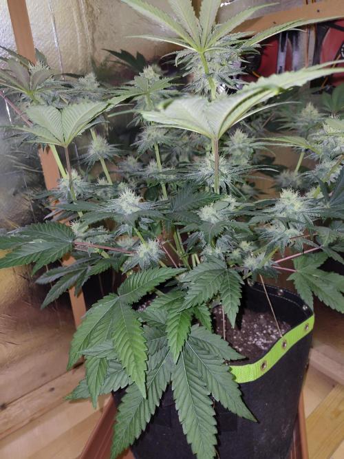 Papaya sherbet fem FB. Week 10